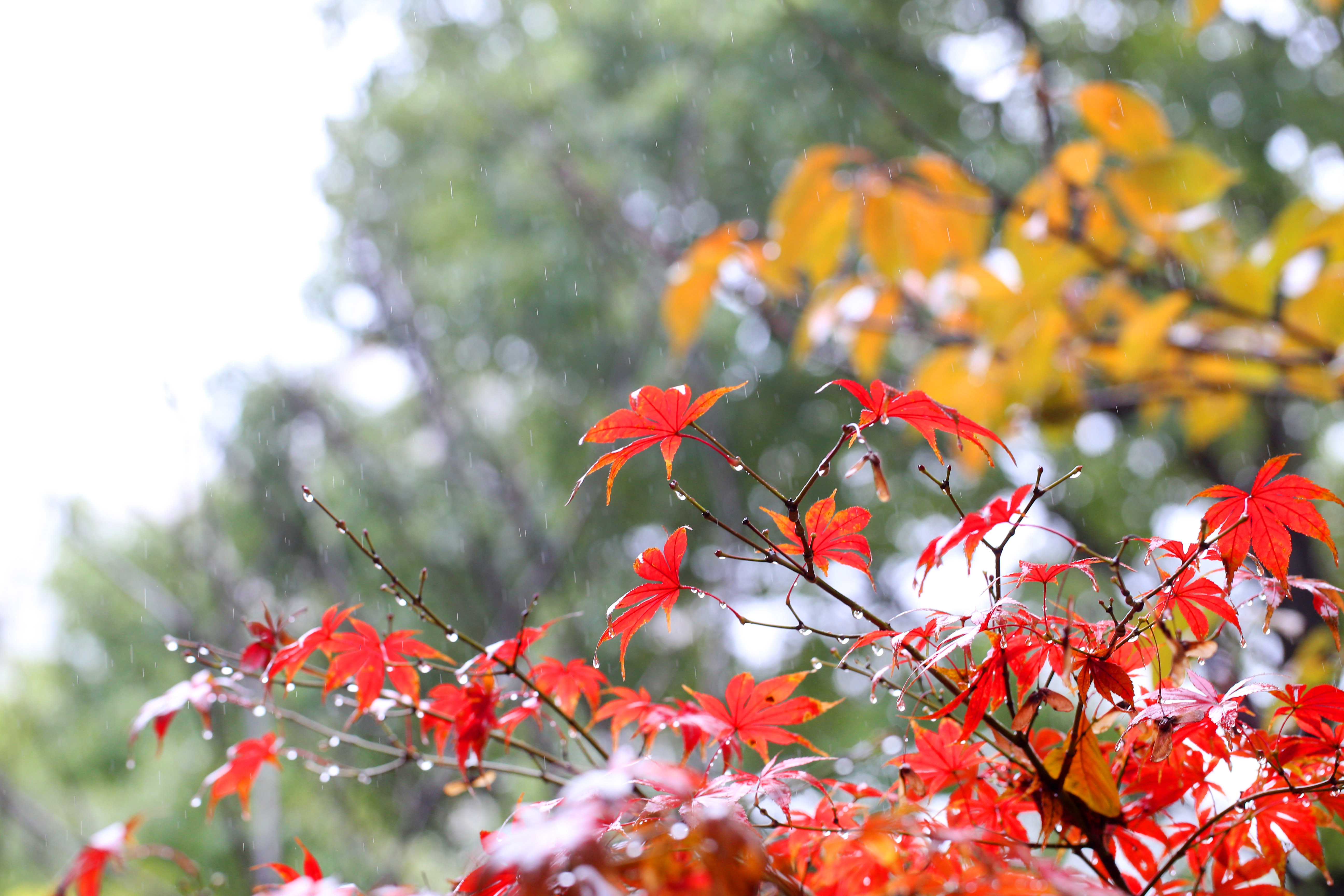 微观细雨红叶 色彩斑斓旖旎