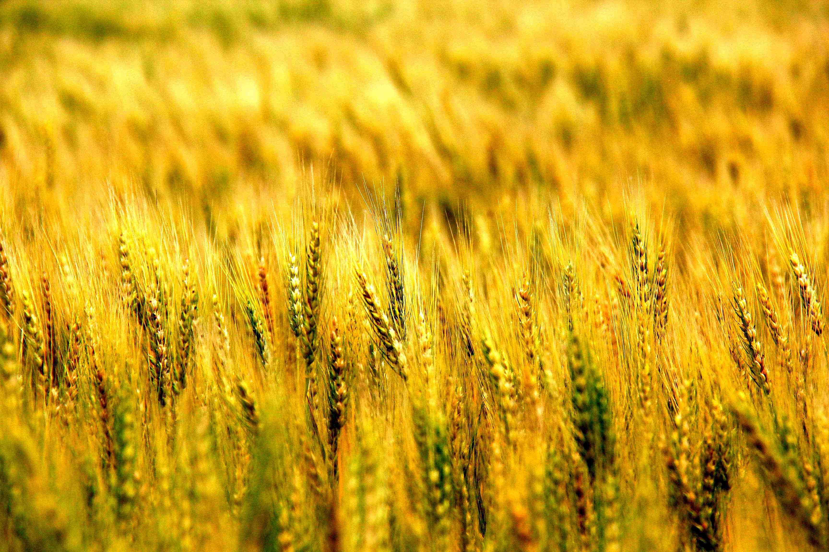 读睡诗歌 五月,每一粒饱满的麦子都煽情