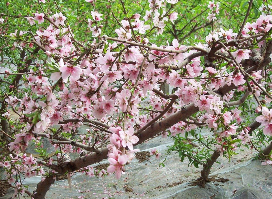 桃树冬季应该如何修剪,冬季修剪有什么好处?