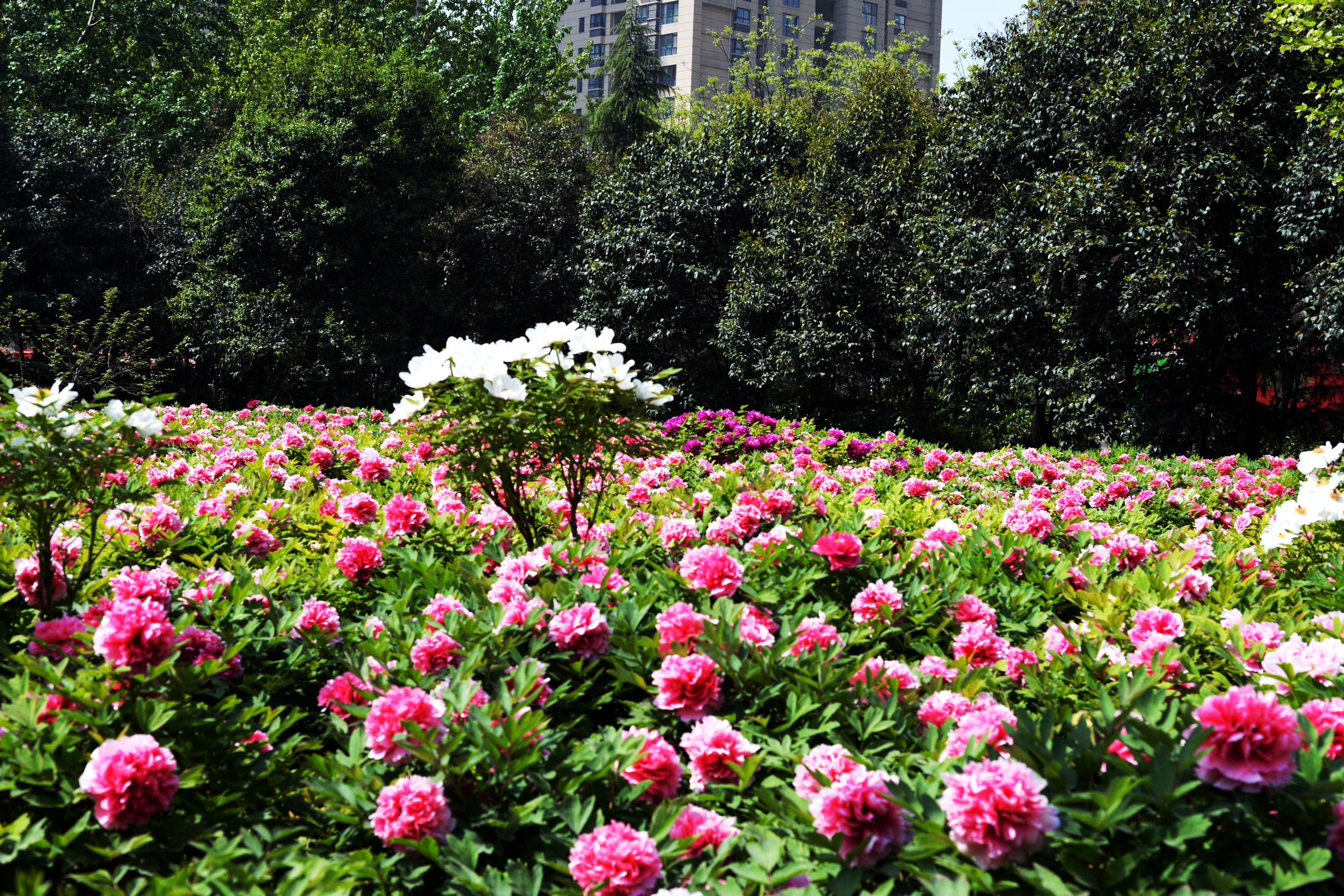 都说洛阳牡丹甲天下,那么你知道第二名是哪个城市的牡丹吗