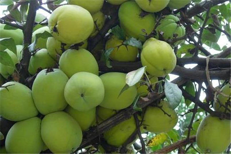 山木瓜还可以帮助肌肤补充水分,也可以滋润肌肤,美白,是一个很好的