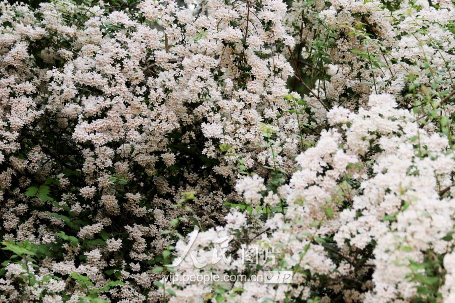北京:初夏时节猬实花正艳