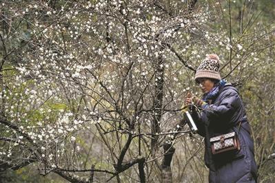 梅关古道修整毕大庾岭上寒梅开