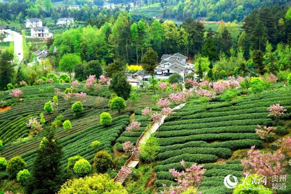 贵州湄潭:茶叶值钱 风景更值钱