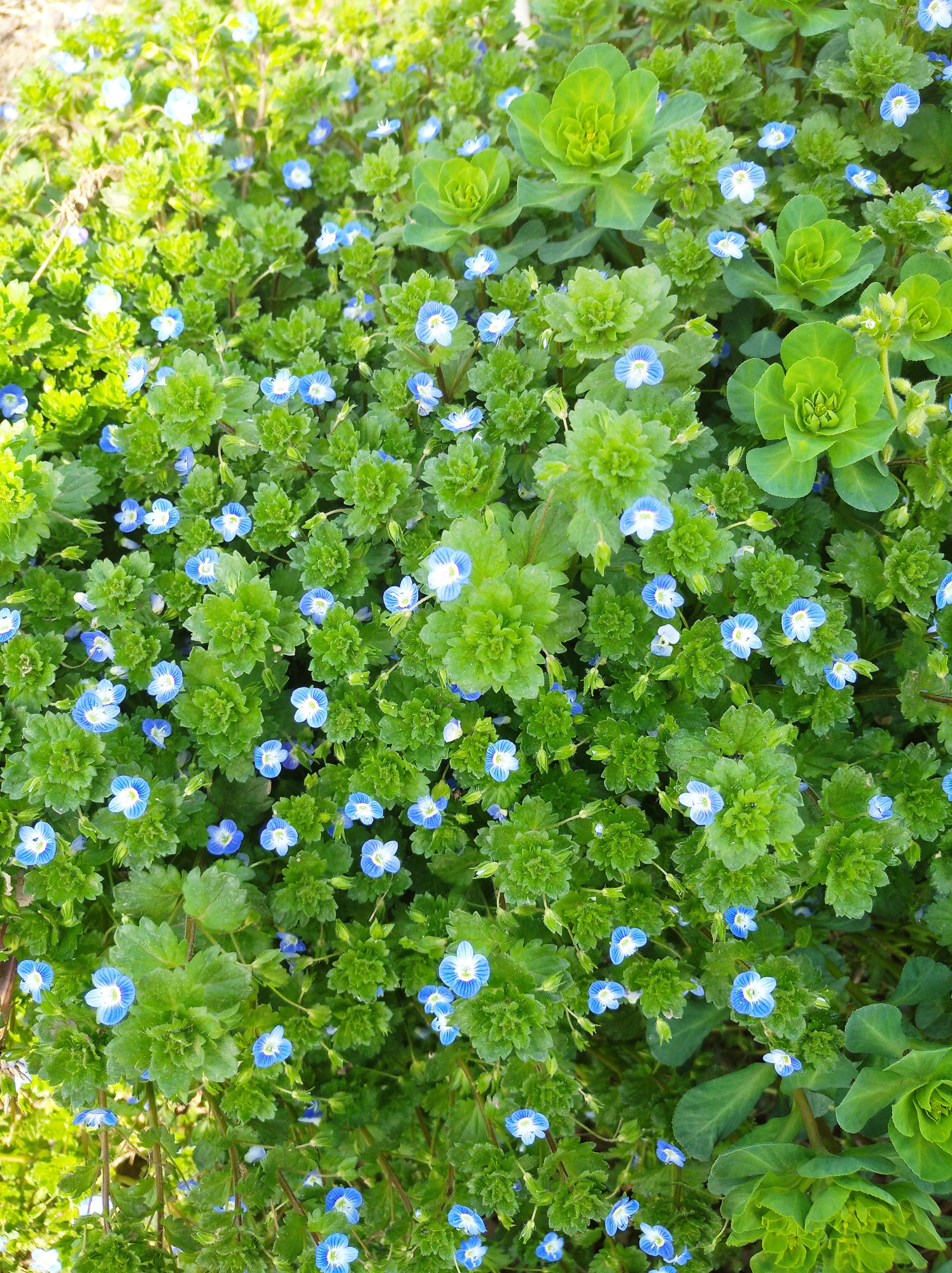 "婆婆纳" 上天赐予人间的"花仙子",天女撒满大地的"美丽花"