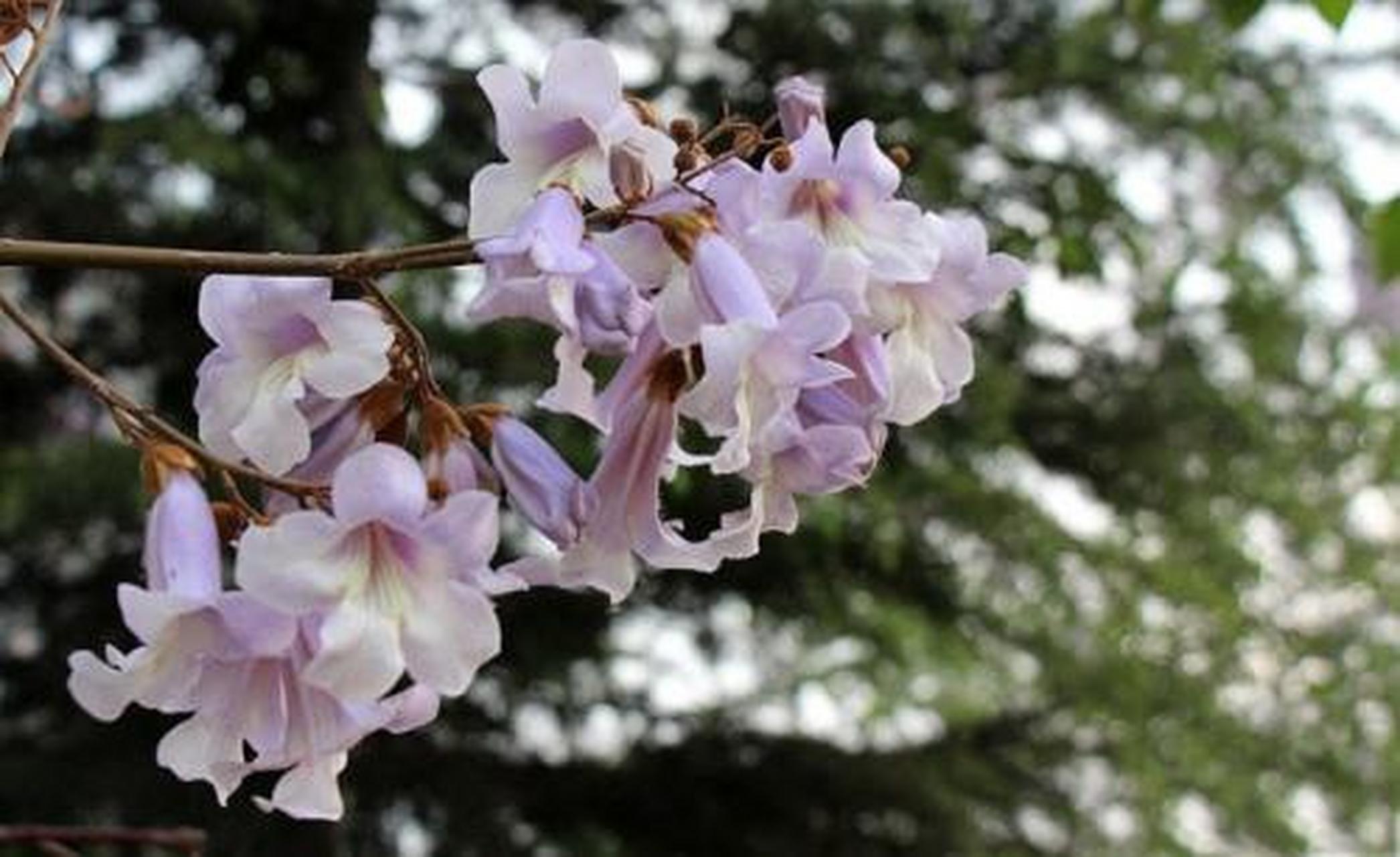 科普知識競賽#梧桐花,梧桐樹的花.梧桐,葉柄與葉片等長.