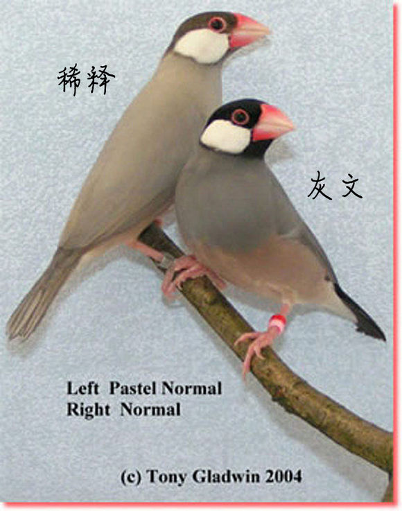介绍文鸟银文和稀释/粉彩-dilute/pastel/dark silver