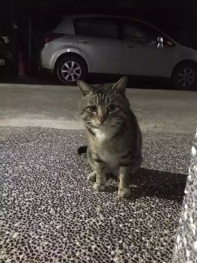 网友搬家了,公园里的猫猫们依旧找到了她,网友:或许这是缘分吧