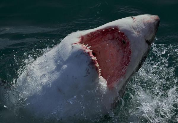 冒死实拍:大白鲨捕食猎物瞬间是怎样一种恐怖场面?