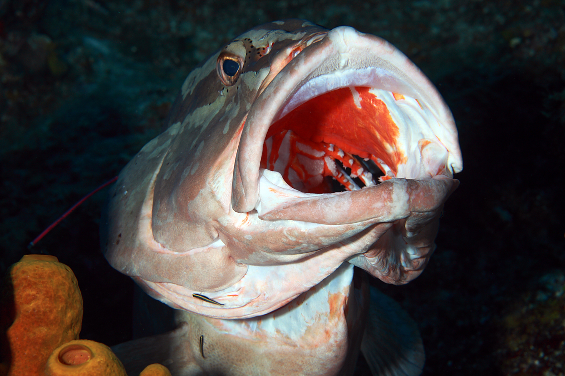 食人鱼这种动物在人们心中一直被描绘成凶猛而贪食的形象,但实际上