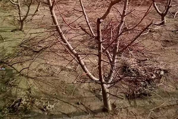 关于桃树园冬天的修剪工作,还有这些原则,你都知道几个?