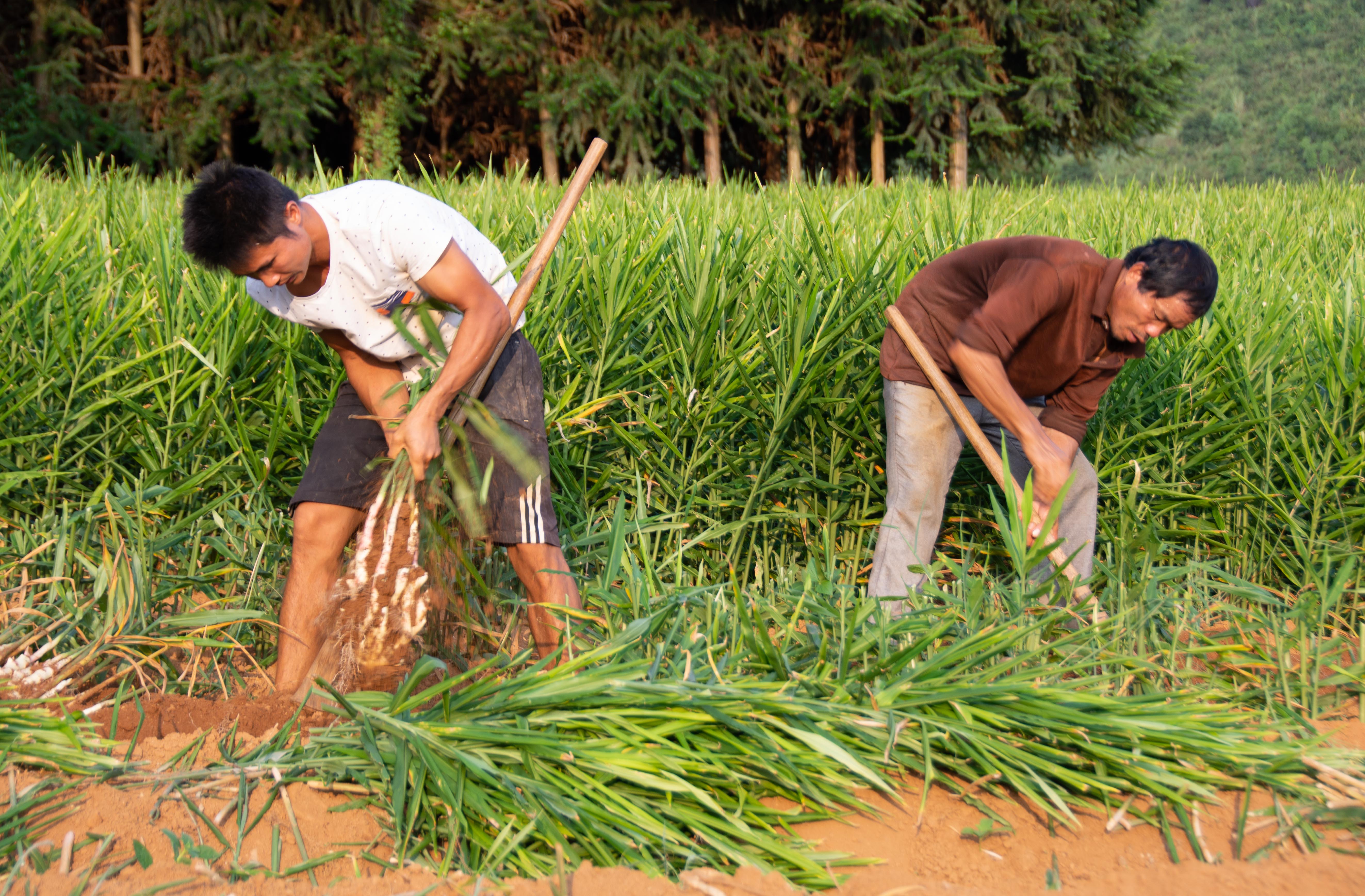 山区年轻小伙的种姜"致富经"(3)