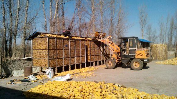 玉米- 热门商品专区