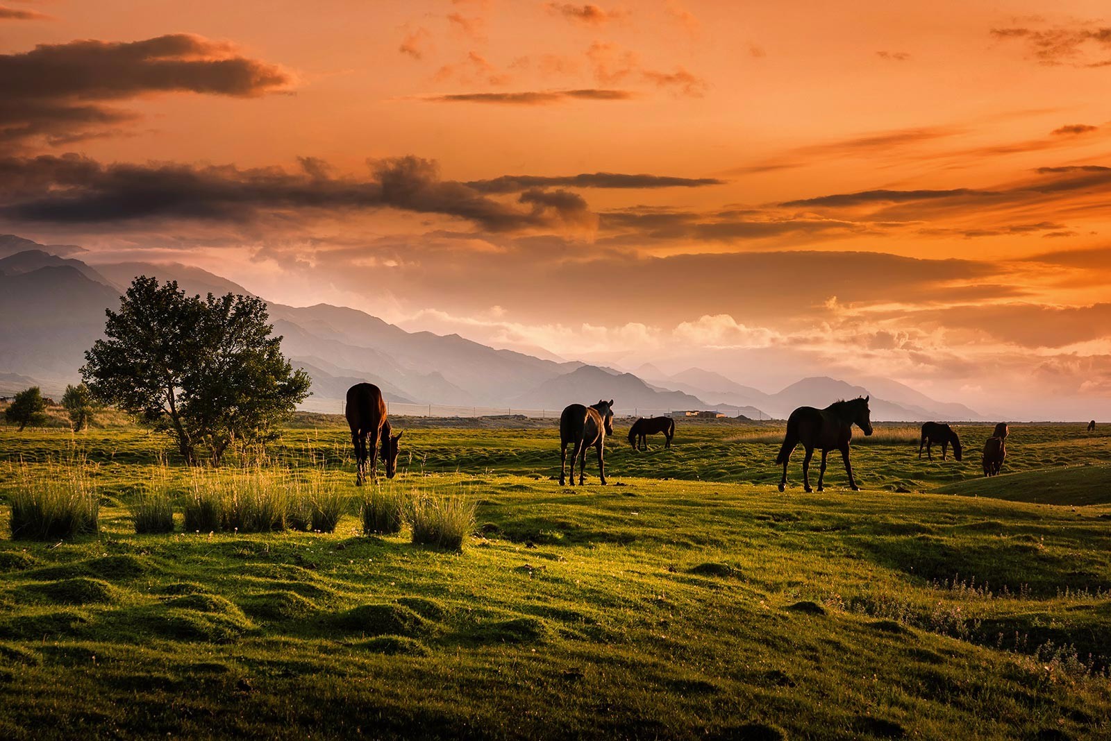 风光摄影:夕阳下的牧场