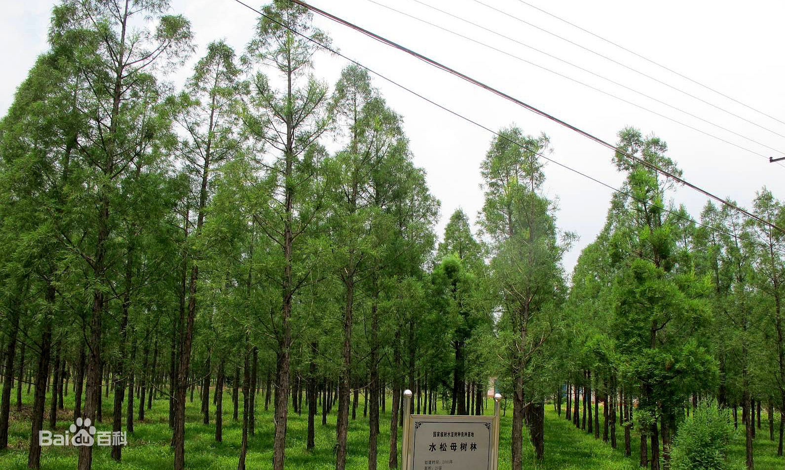 世界自然保护联盟濒危物种易危种,国家重点保护野生植物-水松