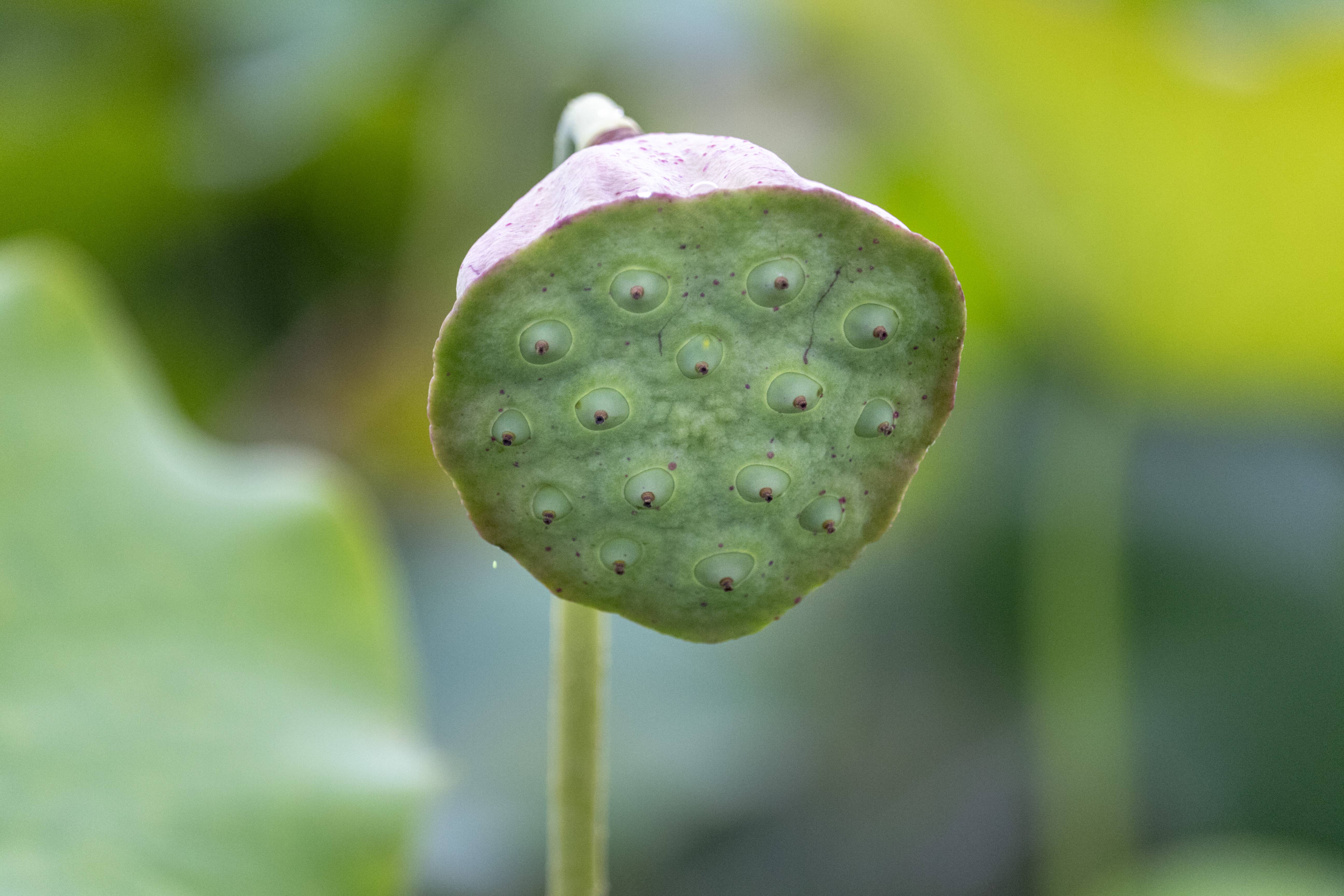 村东头:夏日荷花别样红
