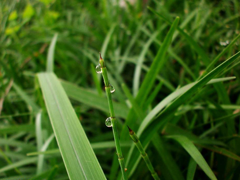 水边这种植物野草,人称"探金草",价值比较大,见到请留意一下