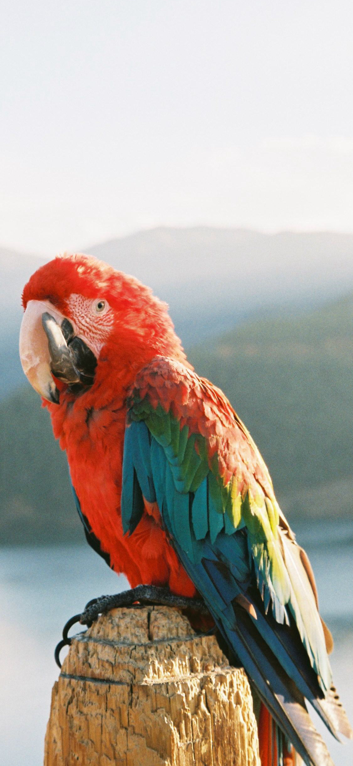 35张高清卡通动物手机壁纸推荐 很萌很可爱 也适合做微信聊天背景