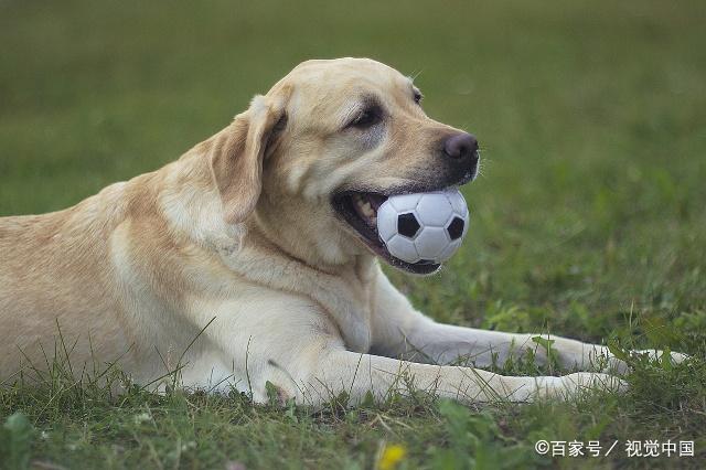 泰迪的智商相當於人類幾歲?泰迪智商排名第幾名?位居排行榜前三