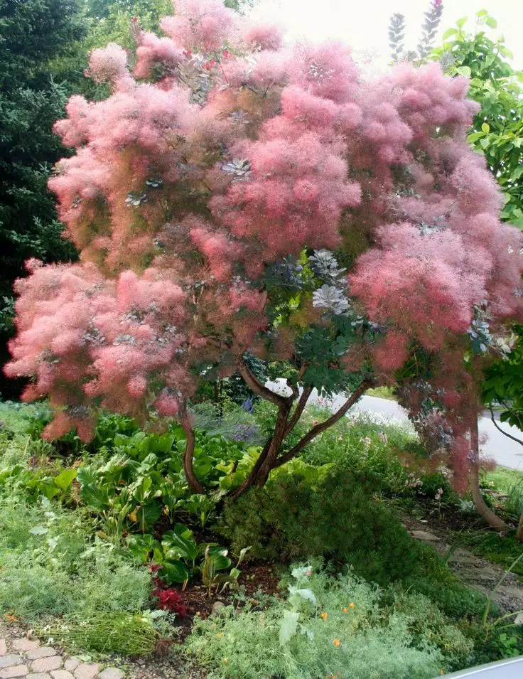 冬季耐寒草花品种图片