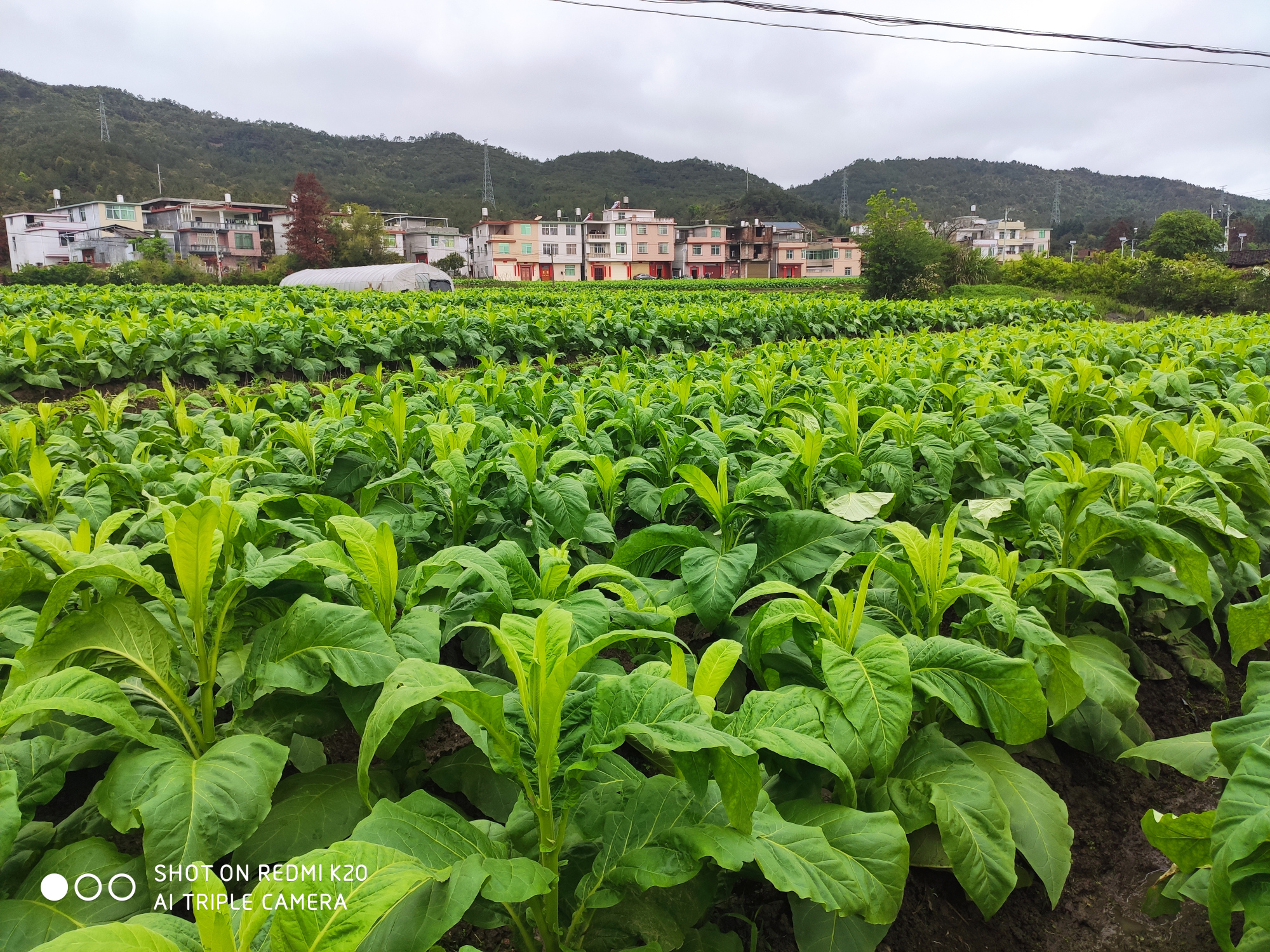 清明时节雨纷纷,田里的烟草长得绿油油