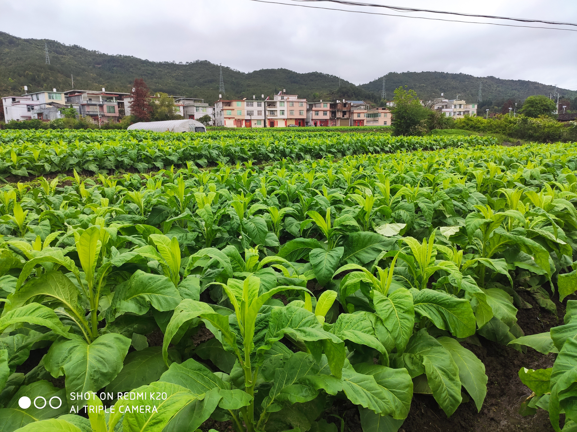 中国烟草种植图片