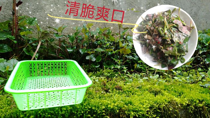 思敏做的凉拌折耳嫩叶KO折耳根,你们觉得哪个更好吃?