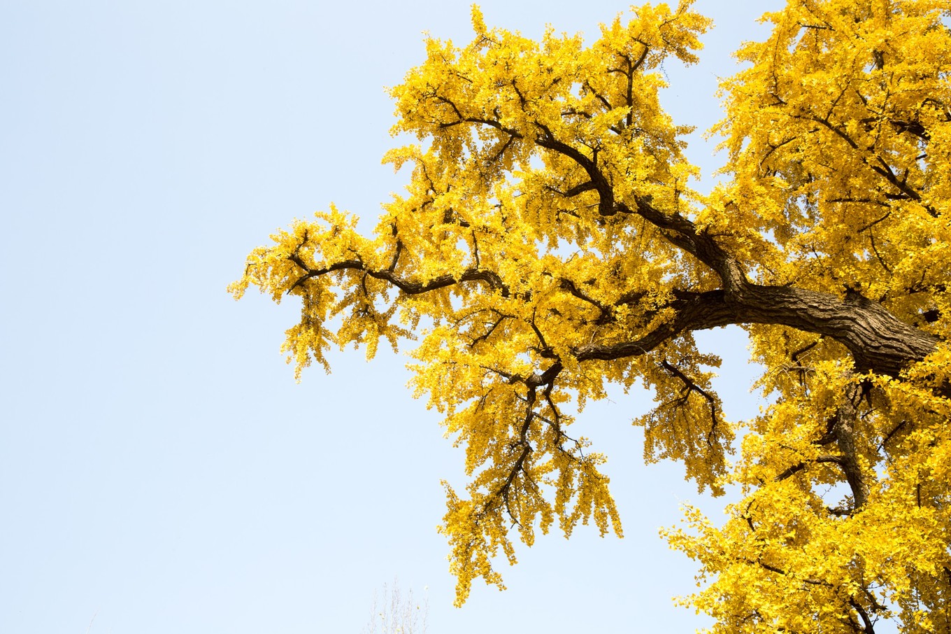 秋天带你去看西安最美的银杏树