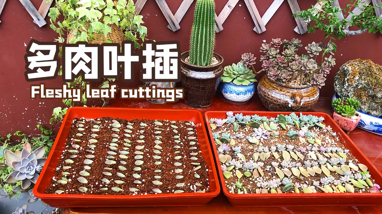 徒长多肉可摘掉叶子用来叶插,详细的多肉叶插教程来咯!
