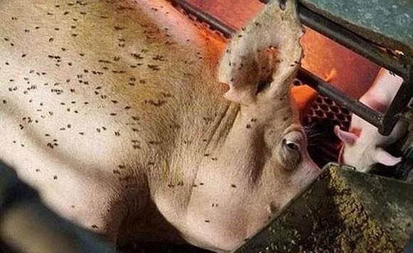 夏季养殖场苍蝇多,用什么办法能消灭苍蝇?