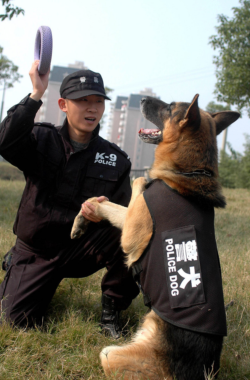 警犬生宝宝图片