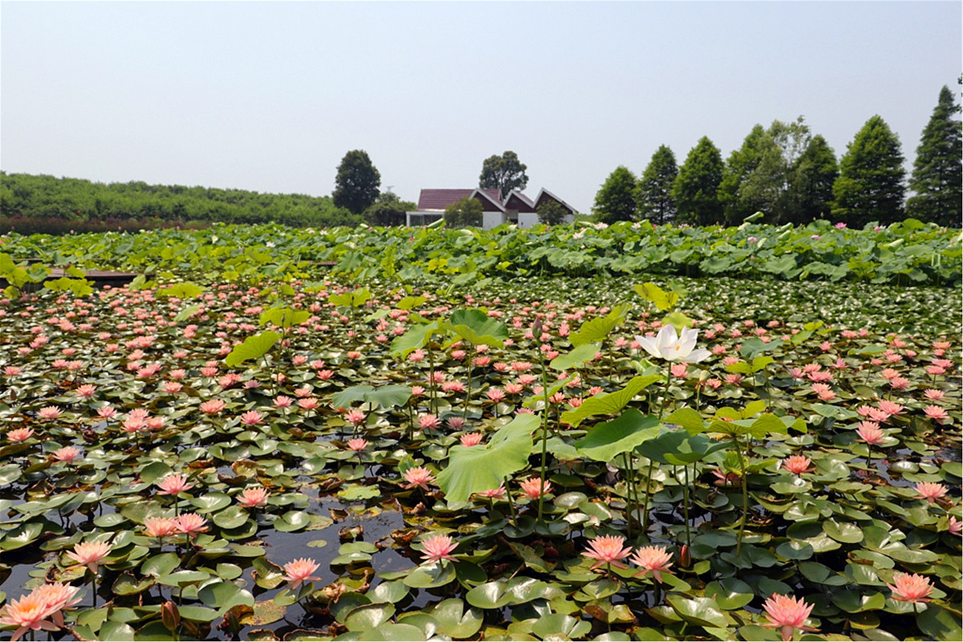 湖南旅游景点推荐# #湖南宝藏景点大全# 探秘君山野生荷花世界:万亩