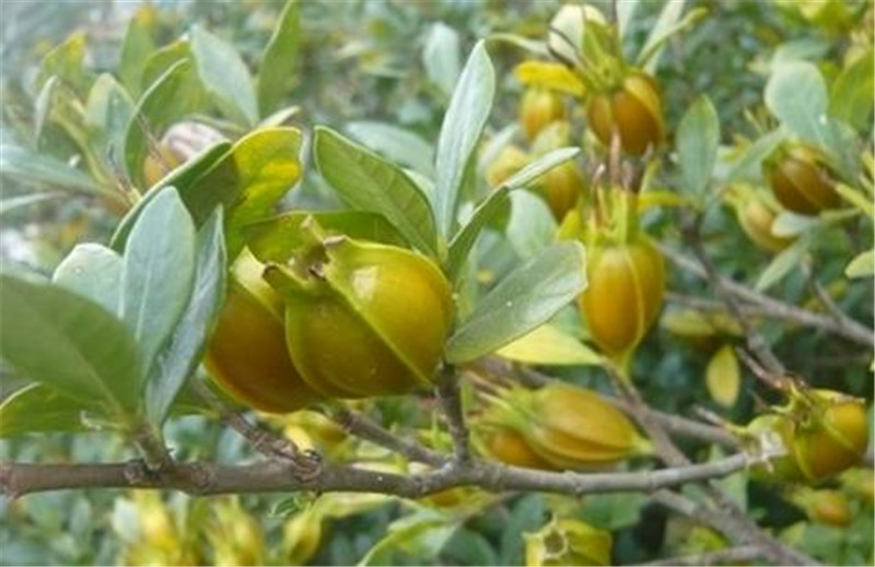 目前,栀子的果实是传统中药,属卫生部颁布的第一批药食两用资源,具有