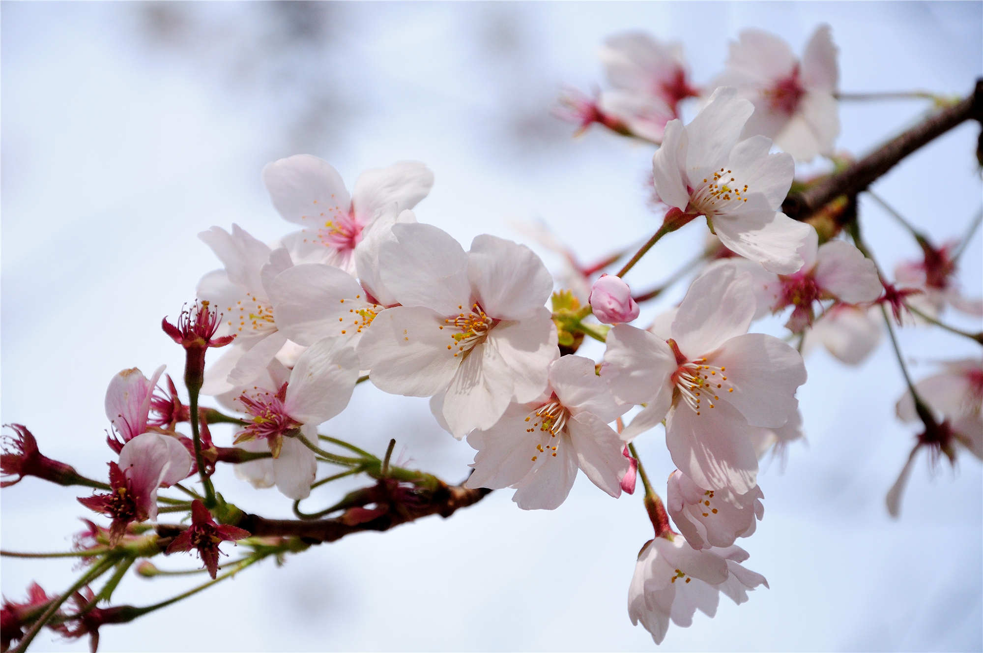 六张美丽的樱花图:粉色樱花,别具魅力,十分烂漫