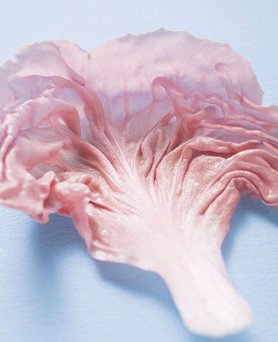 窜红的网红蔬菜—粉色生菜,收获了无数少女心,让人舍不得吃