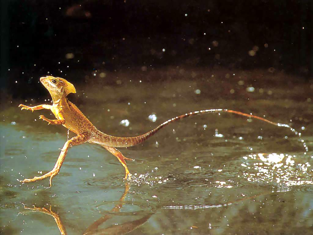 小蜥蜴会水上飞,虽然跑起来的样子很沙雕,长得却很帅