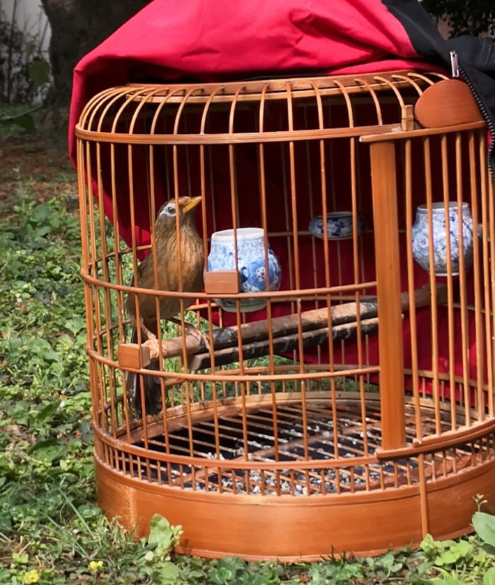 画眉鸟:论拍图的重要性 如何给爱鸟一个完整的纪念