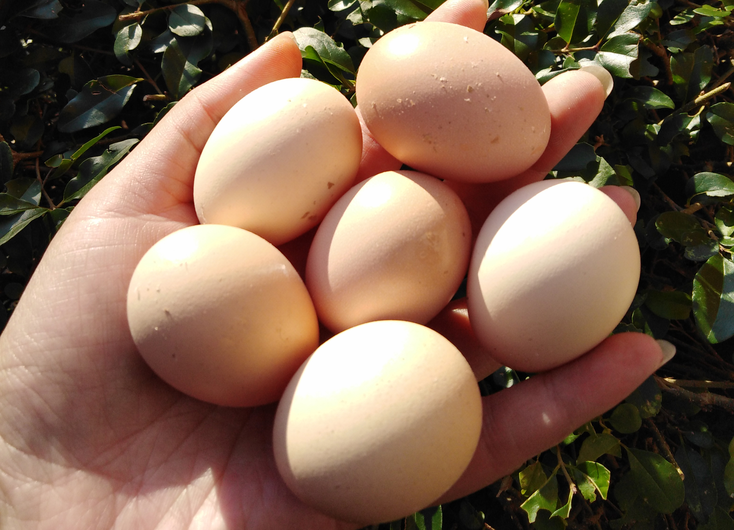 7个月才开始产蛋,夏天3天才产1枚,冬天5-6天才产一枚,鸡蛋吃着香没有