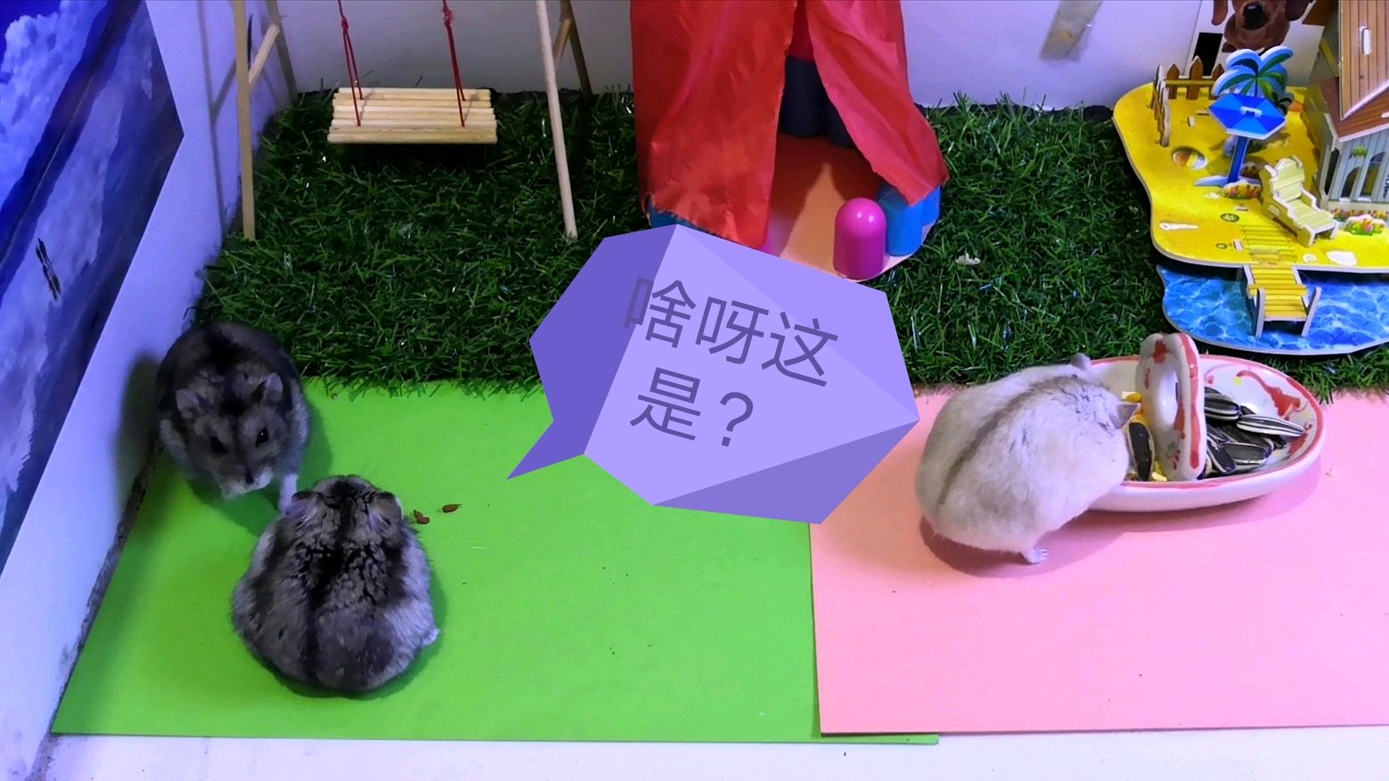 仓鼠小黑为啥追着小瓜子揍呀?小瓜子这是叼出什么东西给小黑吃