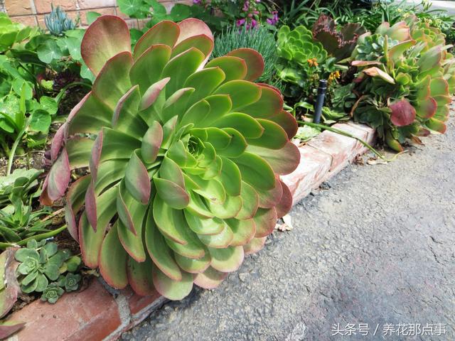 多肉植物在国外都是路边野草,到处是成片的多肉植物没人管