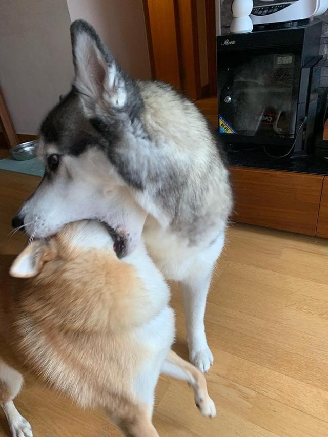 哈士奇与柴犬合谋作案,主人回家惩罚,狗狗一只不理会一只不屑