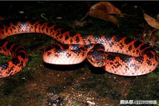 赤链蛇是毒蛇吗?不是!