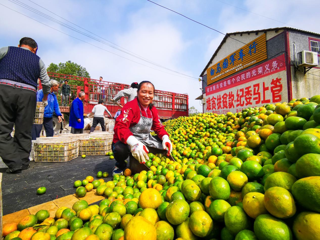 新干县三湖镇:用图片记录脱贫精彩瞬间