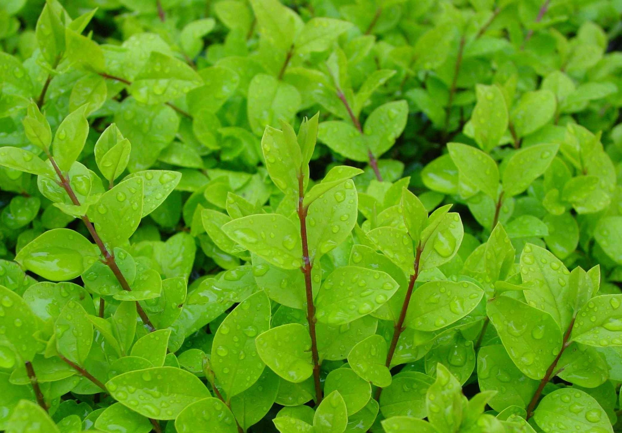 卵叶女贞你真的了解吗?卵叶女贞知识科普