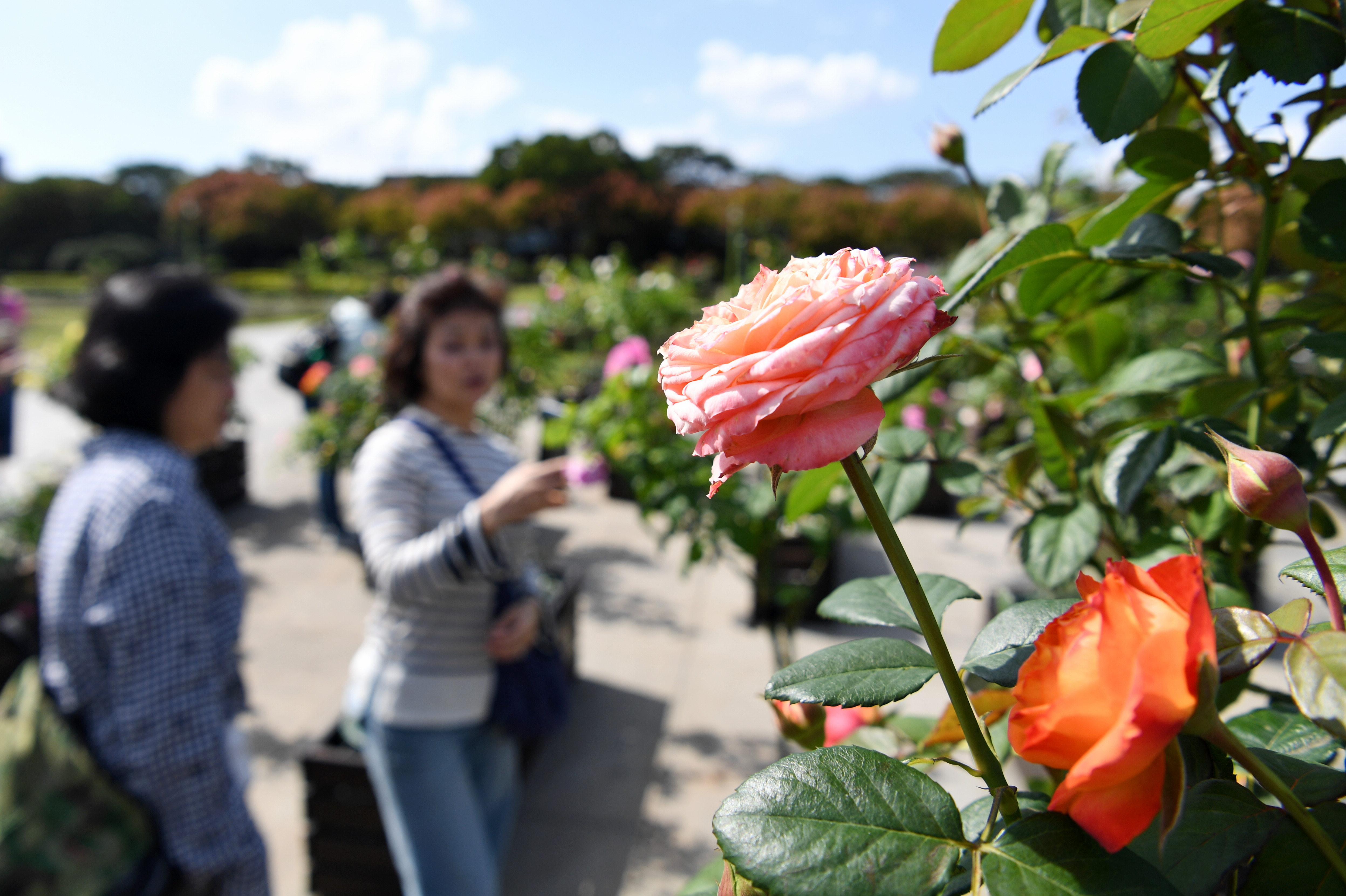 2019台北玫瑰花展开展