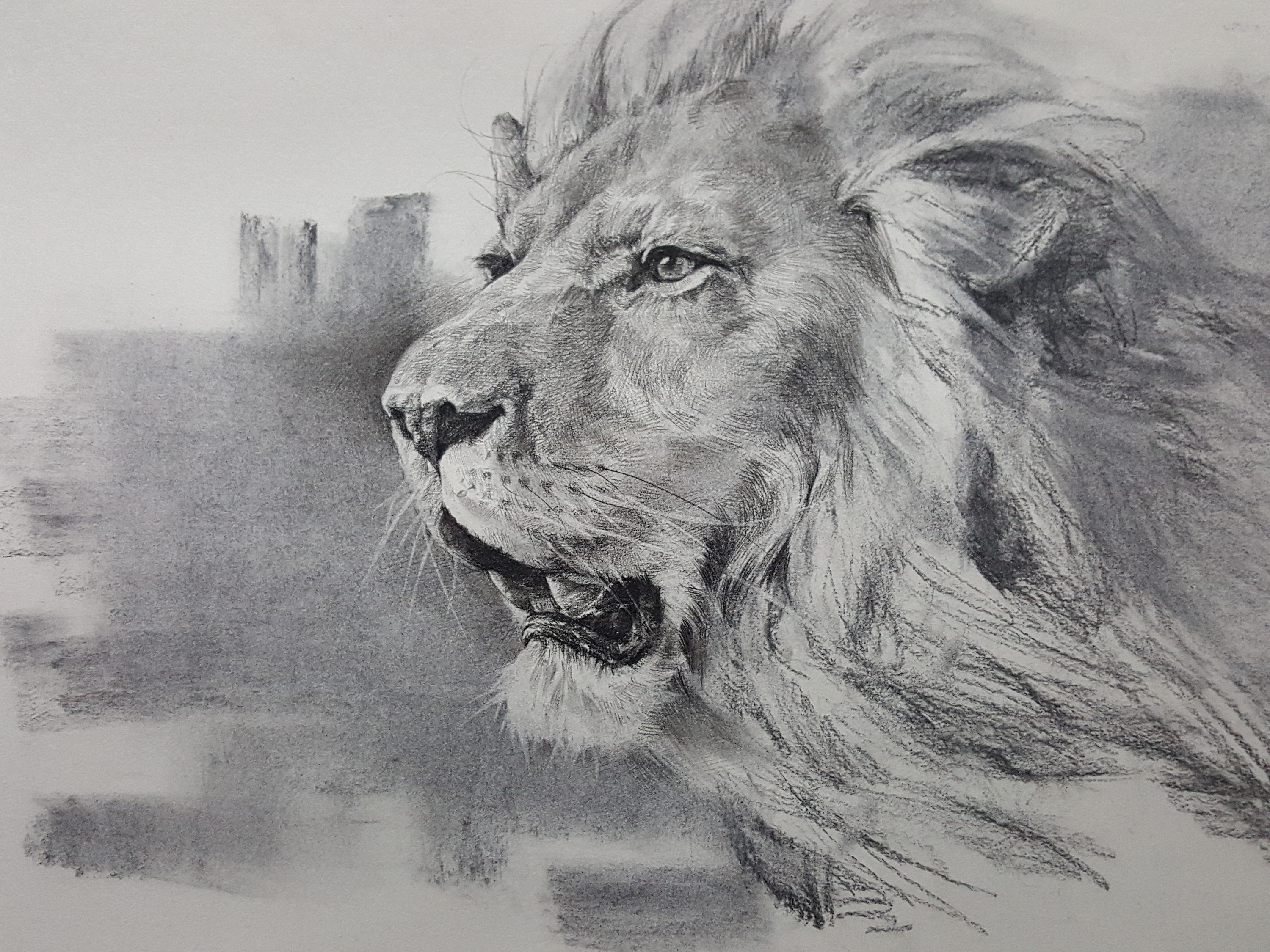 你会画狮子吗?指导你一些简单办法来绘画一只狮子