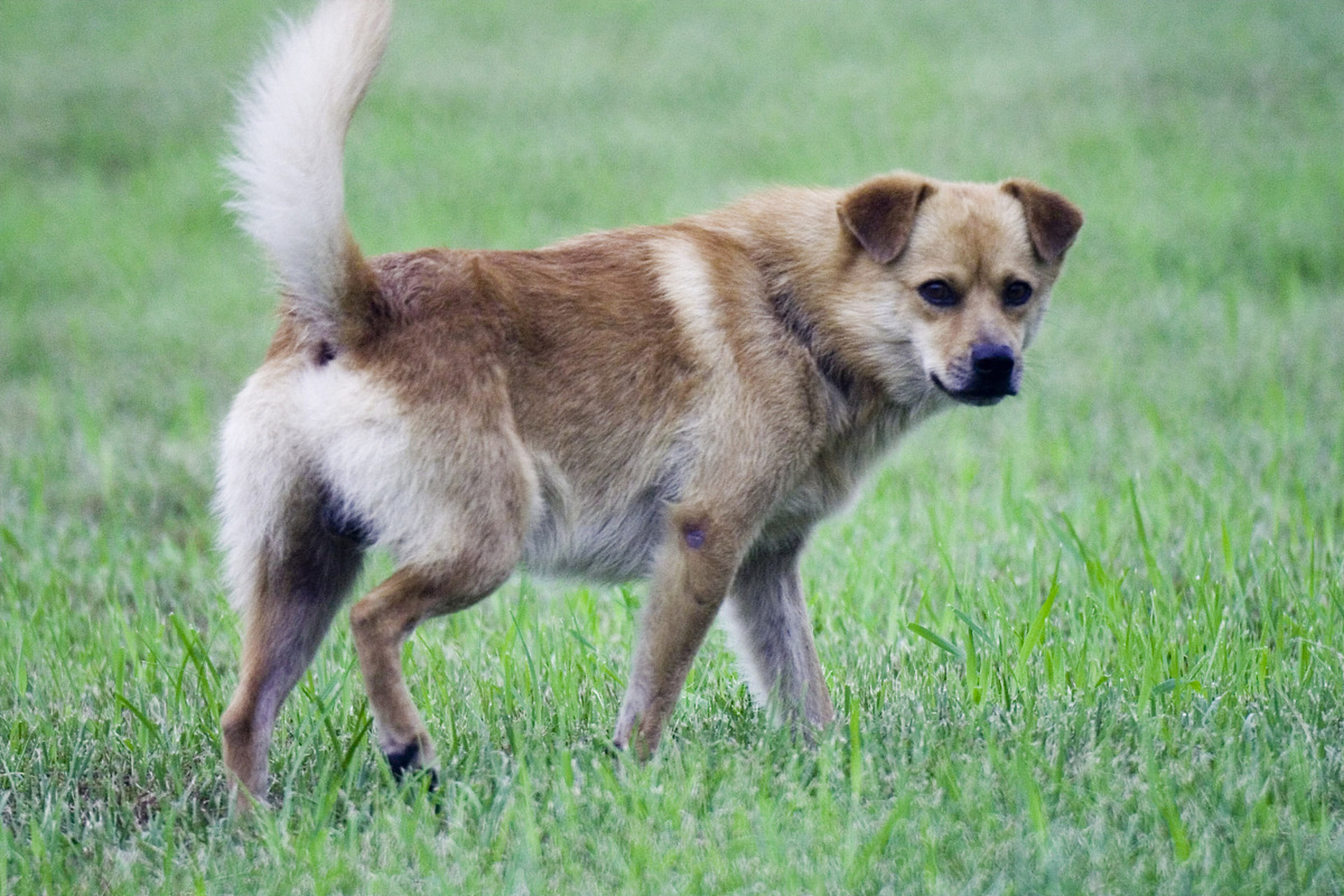 小黄是一只可爱的中华田园犬,它有着独特的黄色毛发,让它看起来格外引