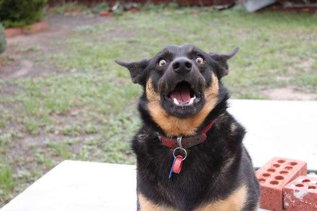 狗狗吓到骨头都不咬,表情惊恐到变形让人笑疯,它到底看到了什么