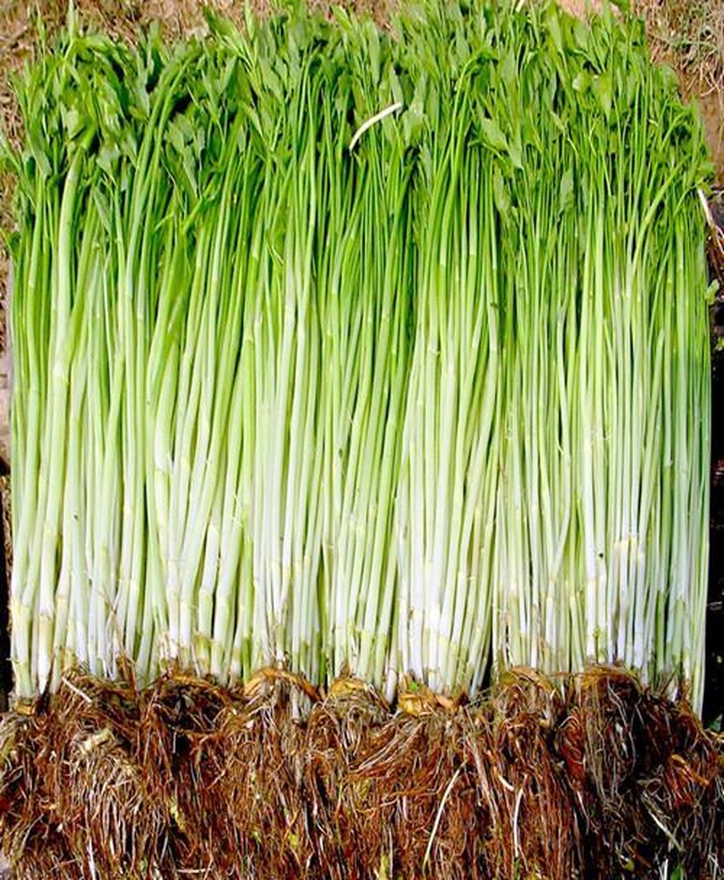 城市身边事#【桐城美食】桐城水芹:安徽省桐城市独有的特产蔬菜,已有