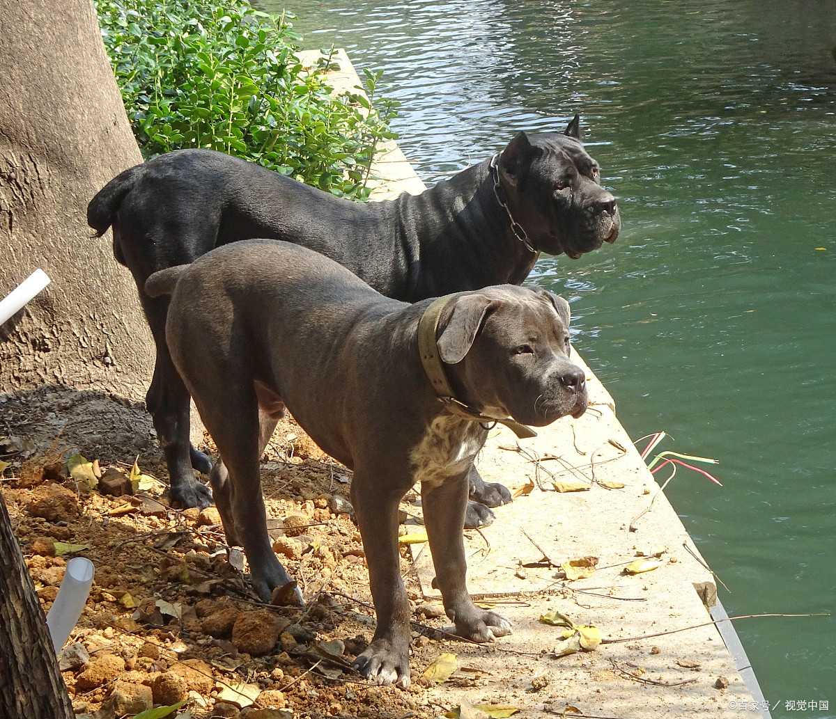 罗威纳和卡斯罗的比较